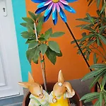 Mexicana Yellow Ζαντάρ