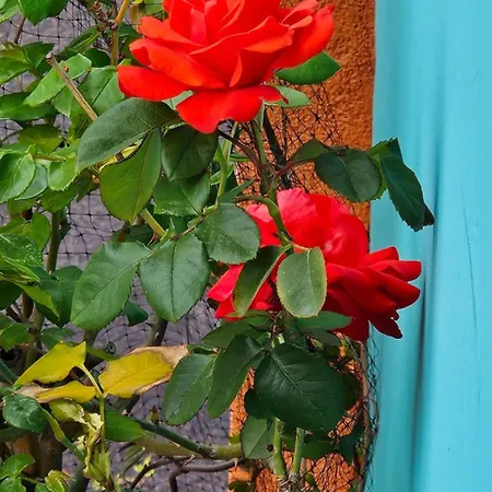 Mexicana Yellow Apartamento Zadar