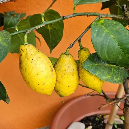 Mexicana Yellow Apartment