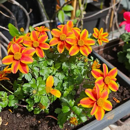 Appartement Mexicana Yellow Zadar