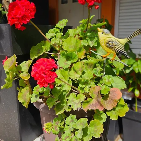 Mexicana Yellow * Zadar