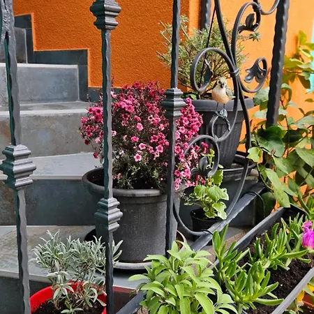 Mexicana Yellow Appartement