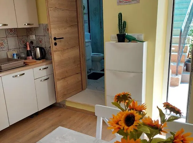 Mexicana Yellow * Zadar