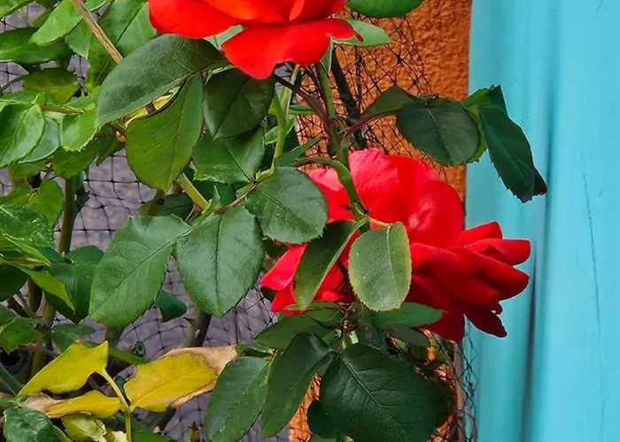 Mexicana Yellow דירה זאדאר