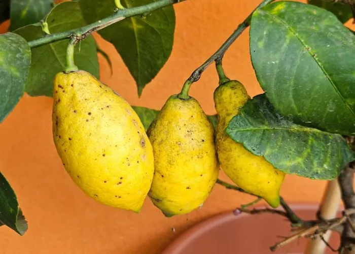 Mexicana Yellow Lejlighed