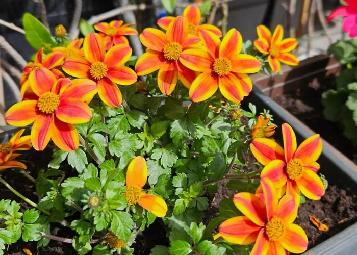 דירה Mexicana Yellow זאדאר