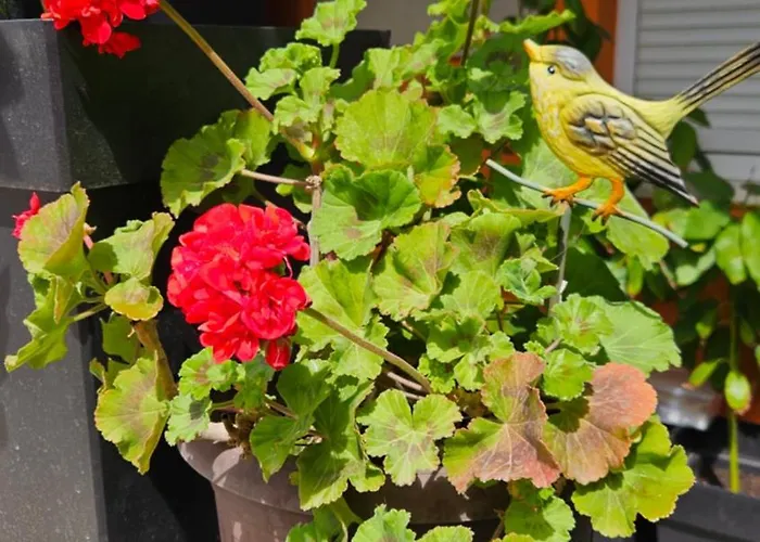 Mexicana Yellow * ザダル